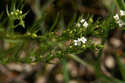 Thesium alpinum: Alpska lanika na Veliki planini.