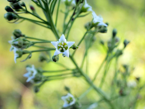 Thesium bavarum (Thesium bavarum)