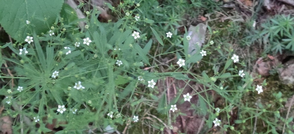 Thesium bavarum (Thesium bavarum)