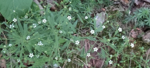 Thesium bavarum (Thesium bavarum)