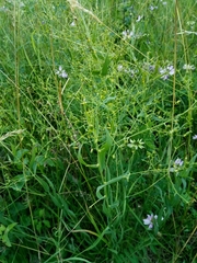 Thesium bavarum (Thesium bavarum)