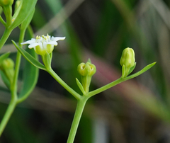 Thesium bavarum (Thesium bavarum)