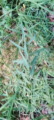 Thesium bavarum (Thesium bavarum)