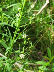 Thesium bavarum (Thesium bavarum)