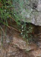 Thesium bavarum (Thesium bavarum)