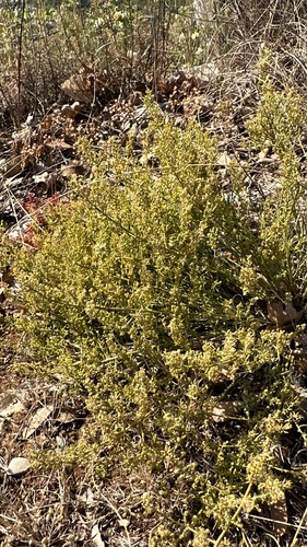 Thesium divaricatum (Thesium divaricatum)