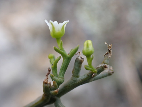 Thesium divaricatum (Thesium divaricatum)