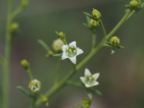 Thesium divaricatum (Thesium divaricatum)