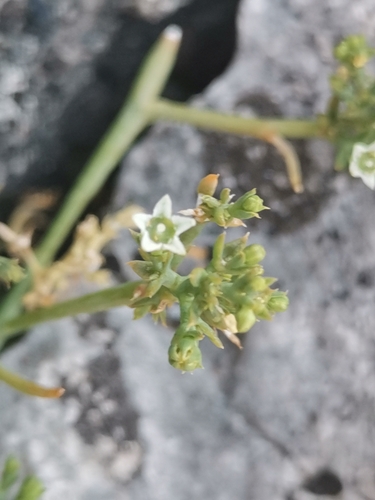 Thesium divaricatum (Thesium divaricatum)