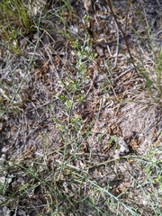 Thesium divaricatum (Thesium divaricatum)