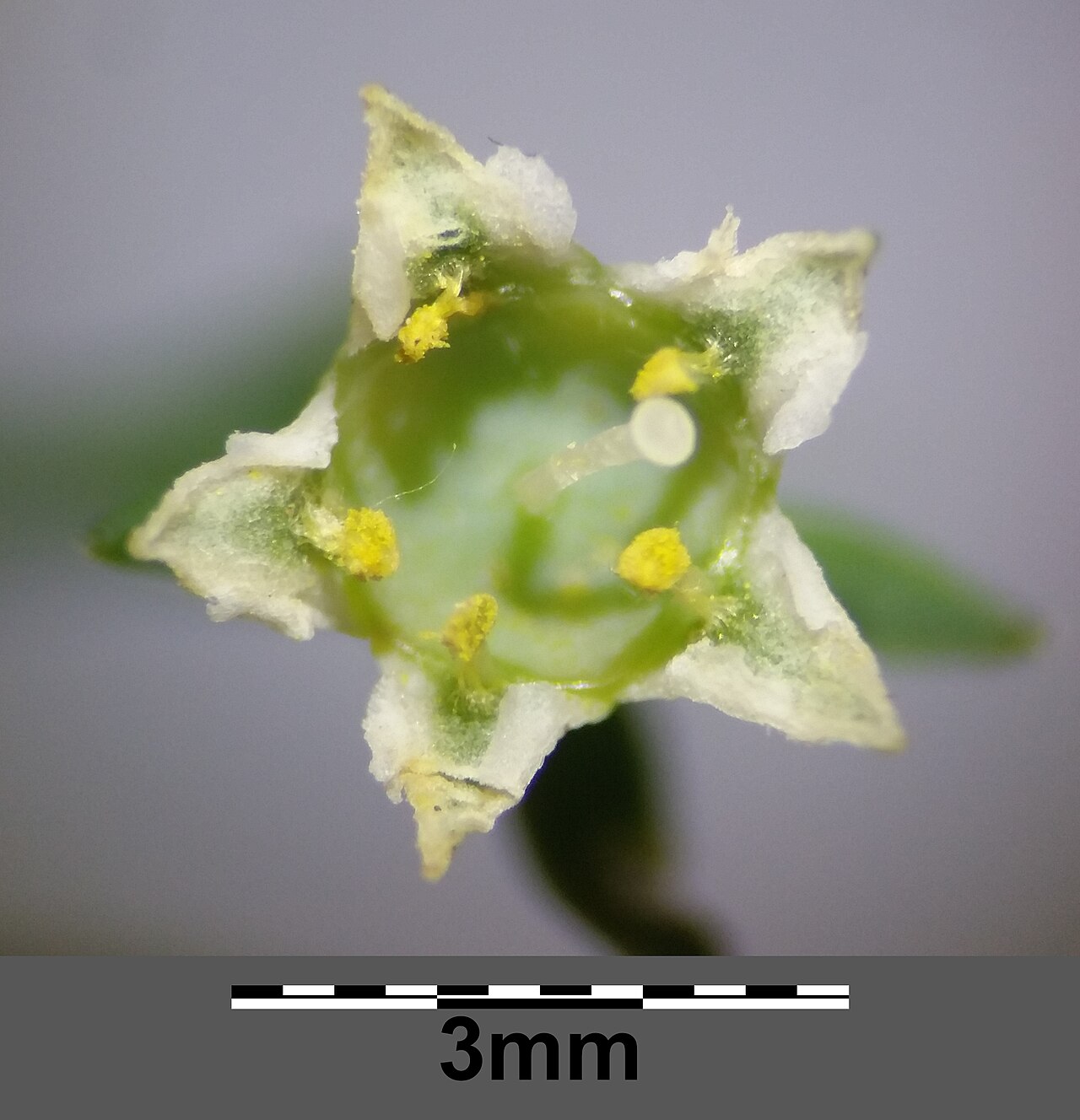 Thesium divaricatum: Flower Taxonym: Thesium divaricatum ss Rottensteiner: Exkursionsflora für Istrien ISBN 978-3-85328-067-6 Location: SE Rudine, community Rudine, Krk, County Prim
