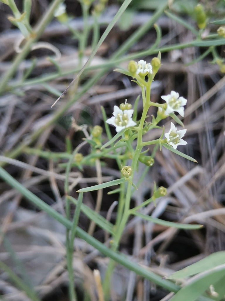 Thesium divaricatum (Thesium divaricatum)