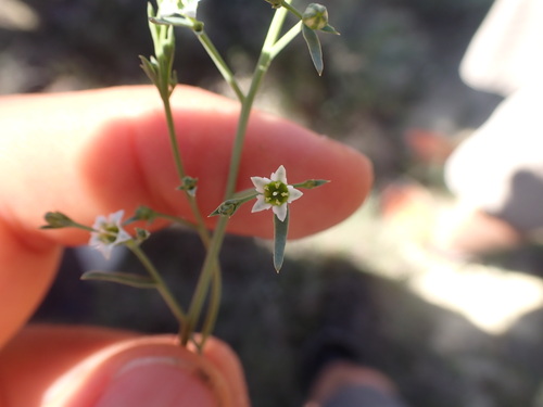 Thesium divaricatum (Thesium divaricatum)