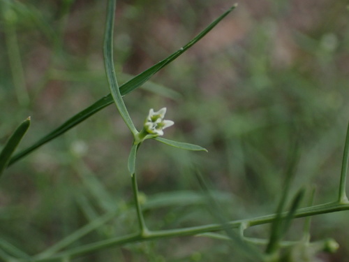 Thesium divaricatum (Thesium divaricatum)