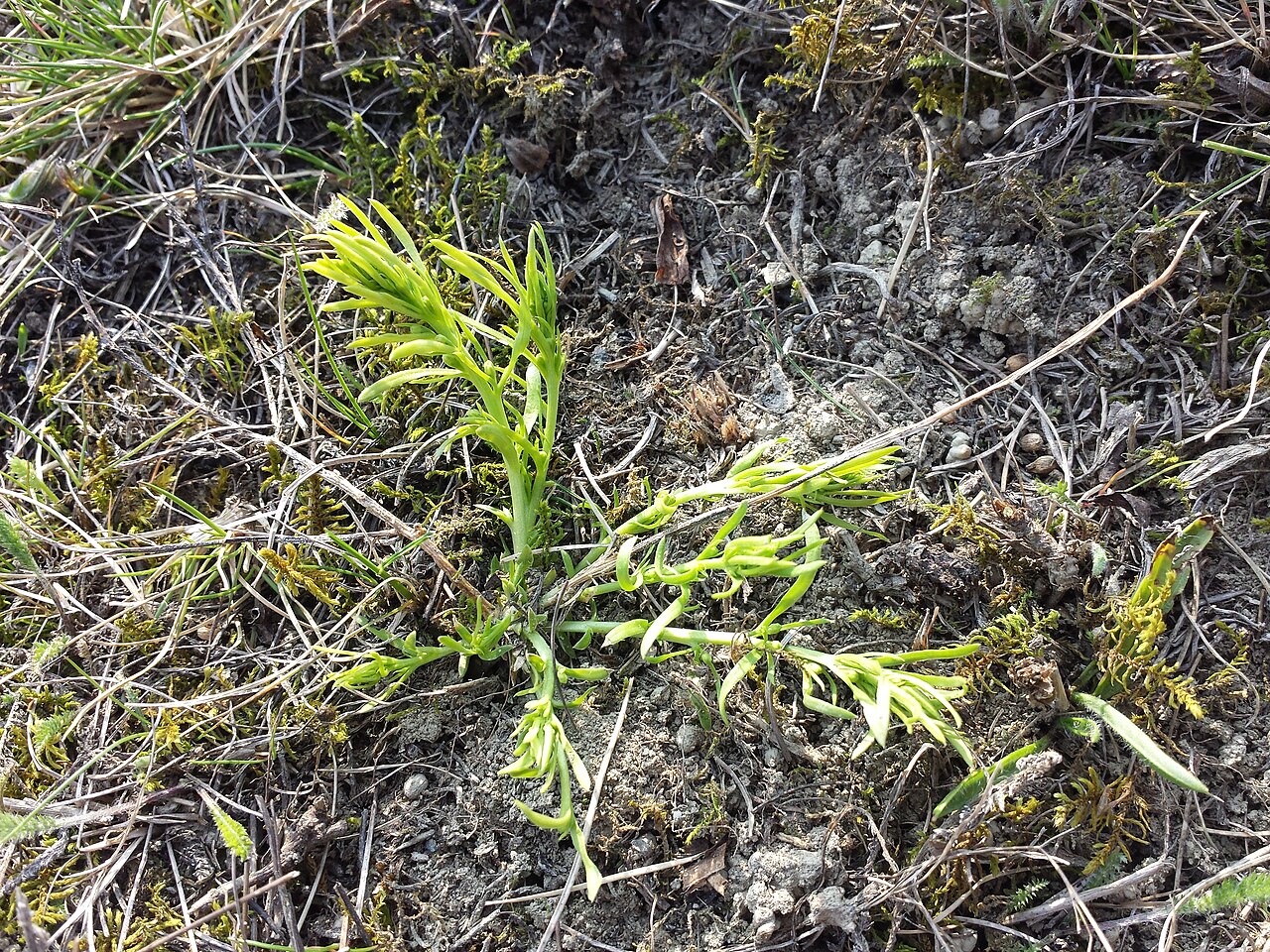 Thesium dollineri: Habitus Taxonym: Thesium dollineri ss Fischer et al. EfÖLS 2008 ISBN 978-3-85474-187-9 Location: Dornberg near Maisbirbaum, district Korneuburg, Lower Austria -