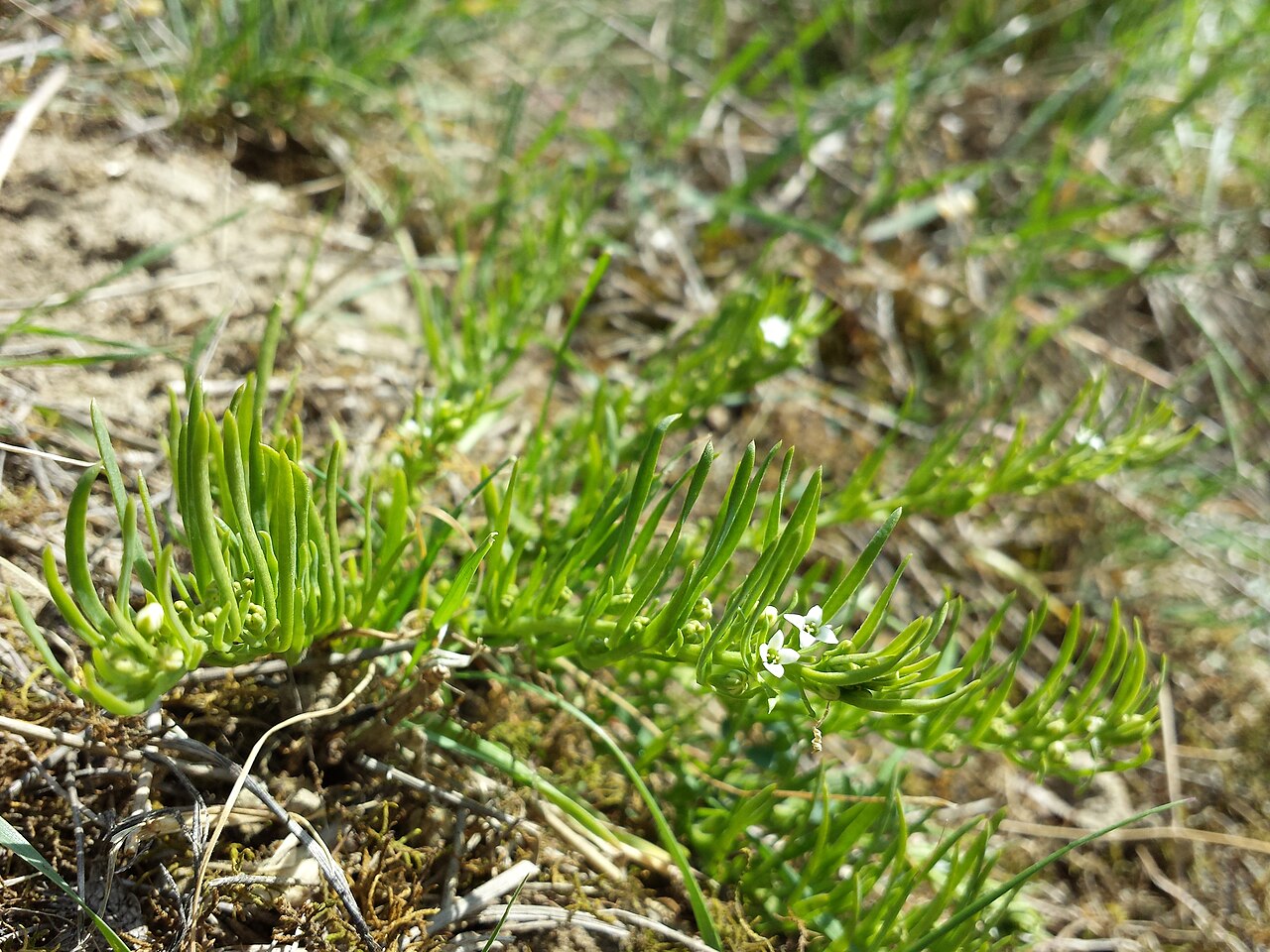 Thesium dollineri: Florescence Taxon: Thesium dollineri (sensu Fischer et al. EfÖLS 2008 ISBN 978-3-85474-187-9 ) Location: Gebmannsberg, district Korneuburg, Lower Austria - ca.