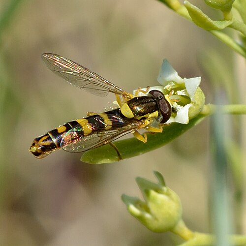 Thesium ebracteatum: Syrphidae ssp on the Thesium ebracteatum . Keila, northwestern Estonia.