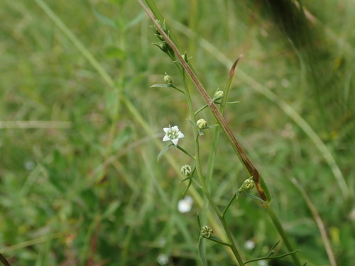 Bastard toadflax (Thesium humifusum)
