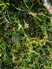 Bastard toadflax (Thesium humifusum)