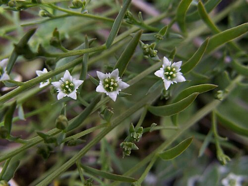 Bastard toadflax: Thesium humifusum