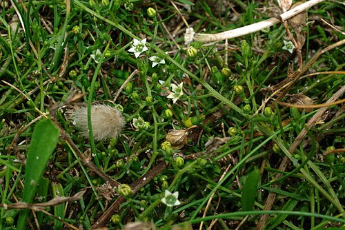 Bastard toadflax: Thesium humifusum