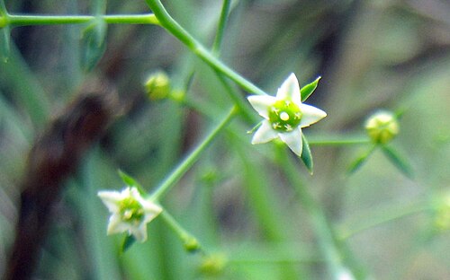 Bastard toadflax: Thesium humifusum