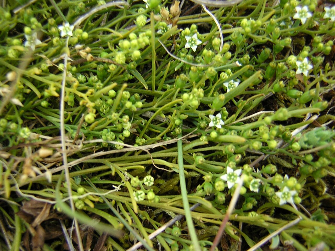 Bastard toadflax: Thesium humifusum Annoville, Manche, France
