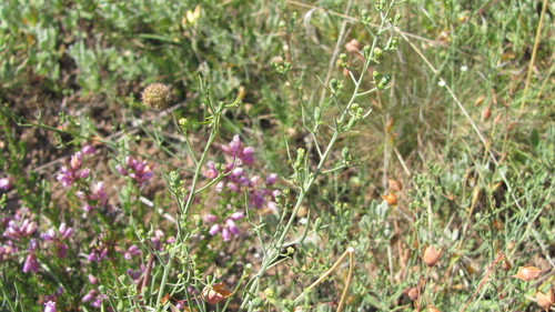 Bastard toadflax (Thesium humifusum)