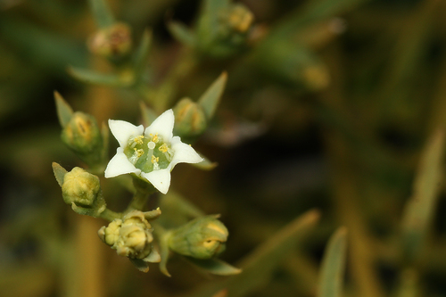 Bastard toadflax (Thesium humifusum)