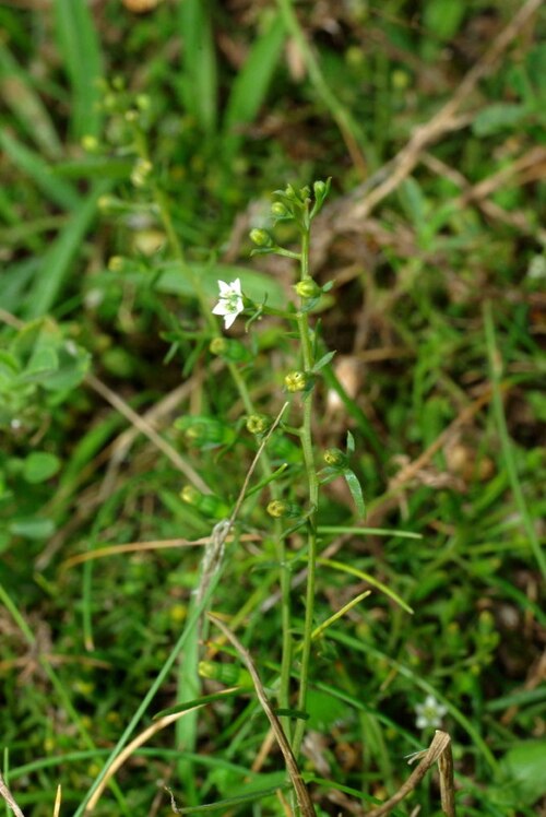 Bastard toadflax: Thesium humifusum