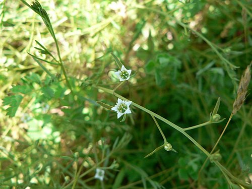 Bastard toadflax: Thesium humifusum