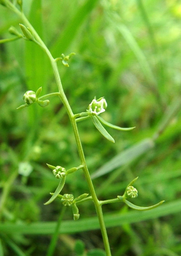 Bastard toadflax (Thesium humifusum)