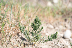 Thesium humile (Thesium humile)