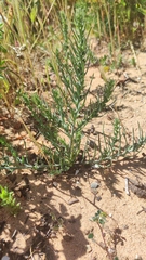 Thesium humile (Thesium humile)