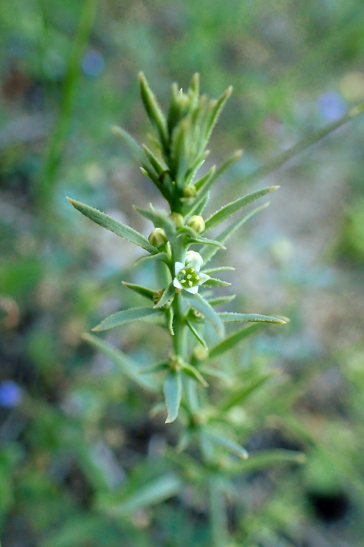 Thesium humile: Thesium humile on the hill west from Pissouri Beach, cyprus