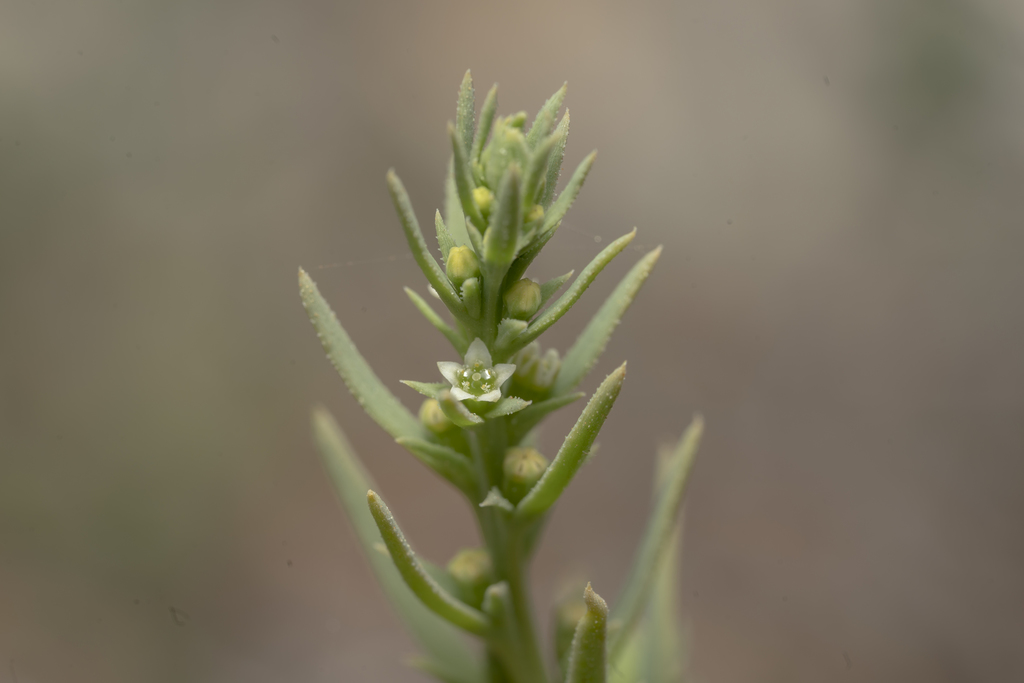 Thesium humile (Thesium humile)