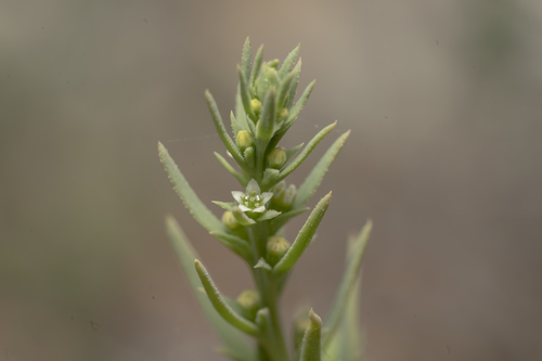 Thesium humile (Thesium humile)
