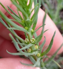 Thesium humile (Thesium humile)