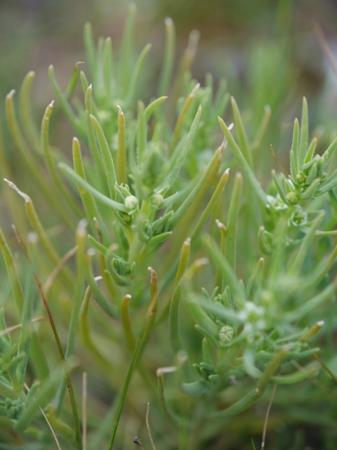 Thesium humile (Thesium humile)