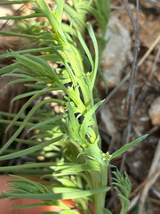 Thesium humile (Thesium humile)