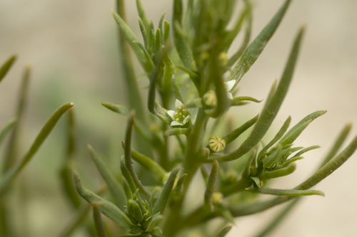 Thesium humile (Thesium humile)