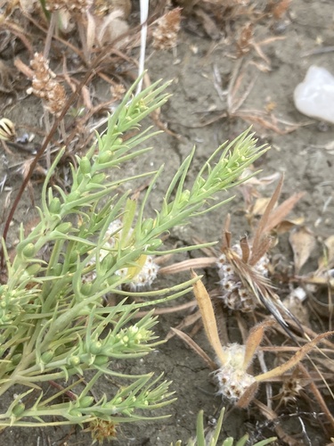 Thesium humile (Thesium humile)