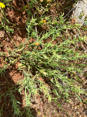 Thesium humile (Thesium humile)