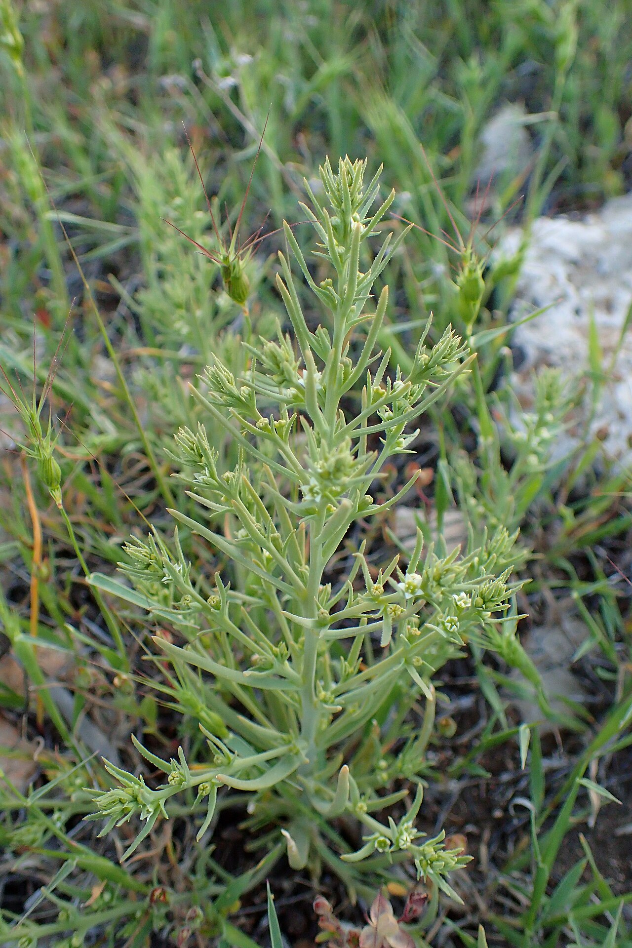 Thesium humile: Thesium humile on the hill west from Pissouri Beach, cyprus