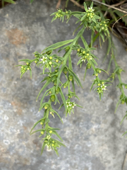 Thesium humile (Thesium humile)
