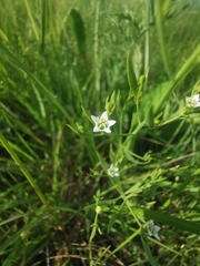 Flaxleaf (Thesium linophyllon)