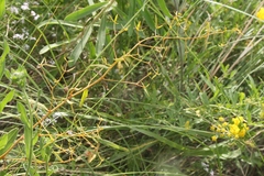 Flaxleaf (Thesium linophyllon)