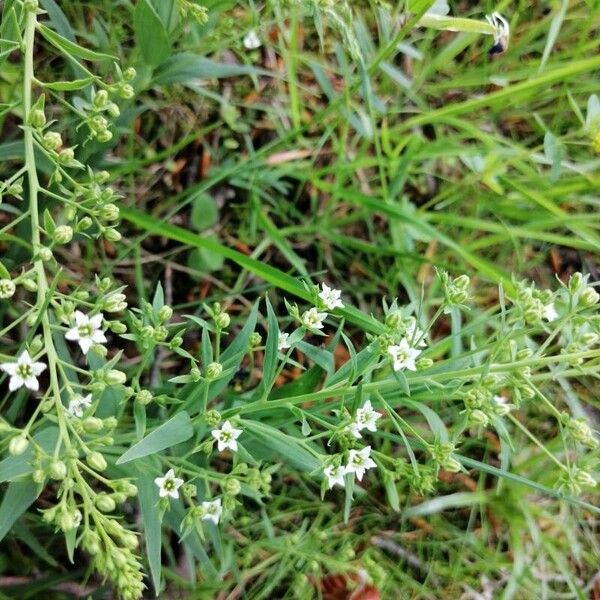 Flaxleaf (Thesium linophyllon)