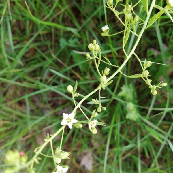 Flaxleaf (Thesium linophyllon)
