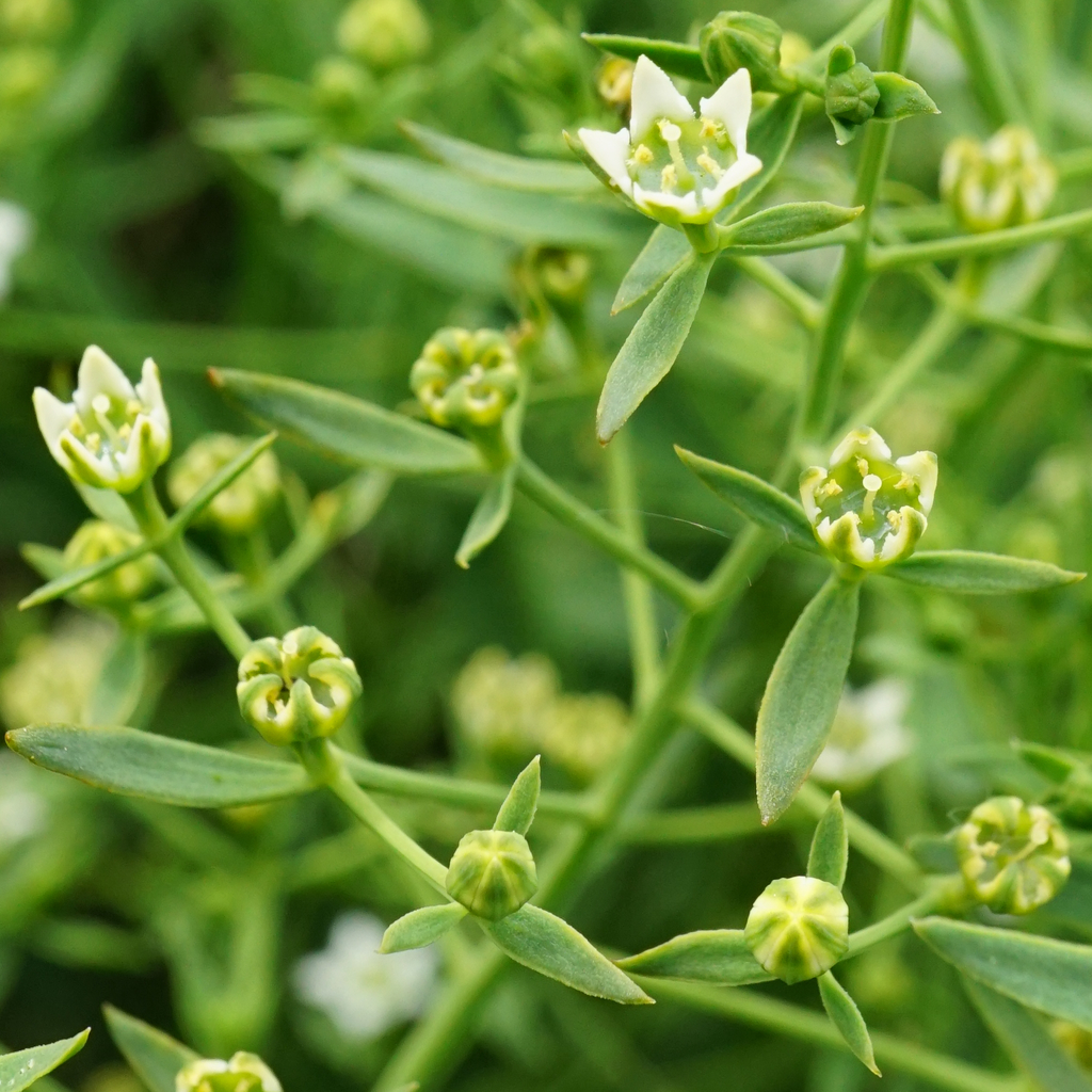 Flaxleaf (Thesium linophyllon)